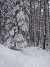 Another Michigan Trail located on Days River Pathway