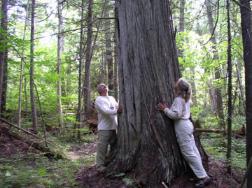 150 foot tall white pine tree.