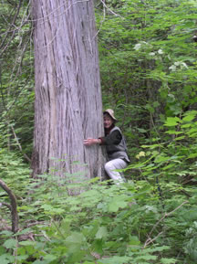 Big White Pine